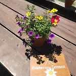 Lodge Edelweiss Mountain - 1 Hour Hike Up From Station - On Hiking Trail - No Transport *